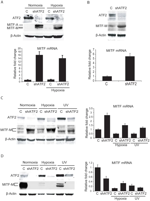 ATF2 regulates MITF in melanocytes and melanoma cells.