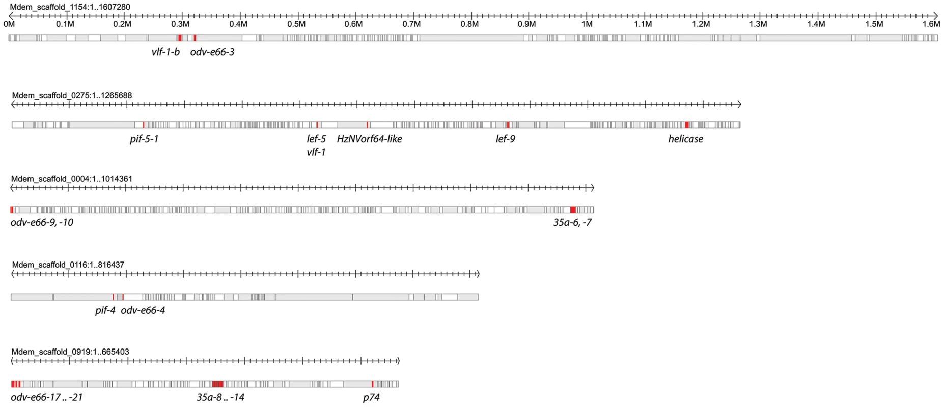 Distribution of nudivirus-like genes in loosely associated clusters in the <i>M. demolitor</i> genome.