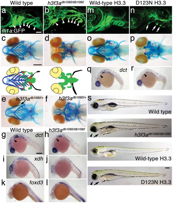 A dominant H3.3 mutation results in losses of CNC–derived head skeleton and pigment cells.
