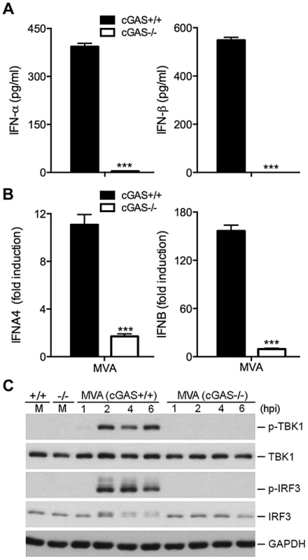cGAS is the critical cytosolic DNA sensor for MVA infection of cDCs.