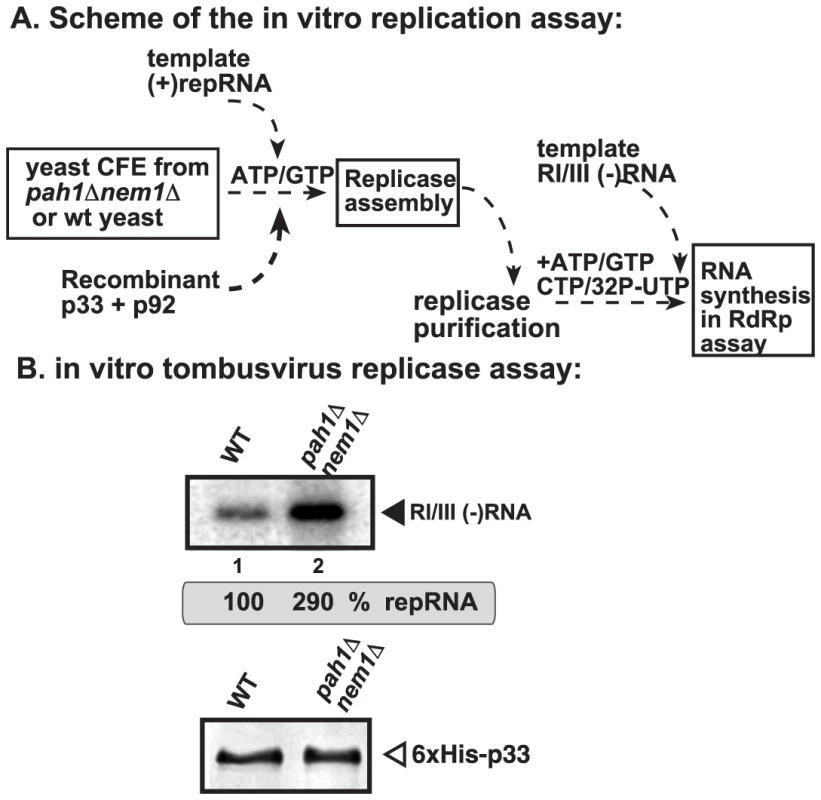 Enhanced activity of the affinity-purified tombusvirus replicase assembled in CFE from <i>pah1Δ nem1Δ</i> yeast.