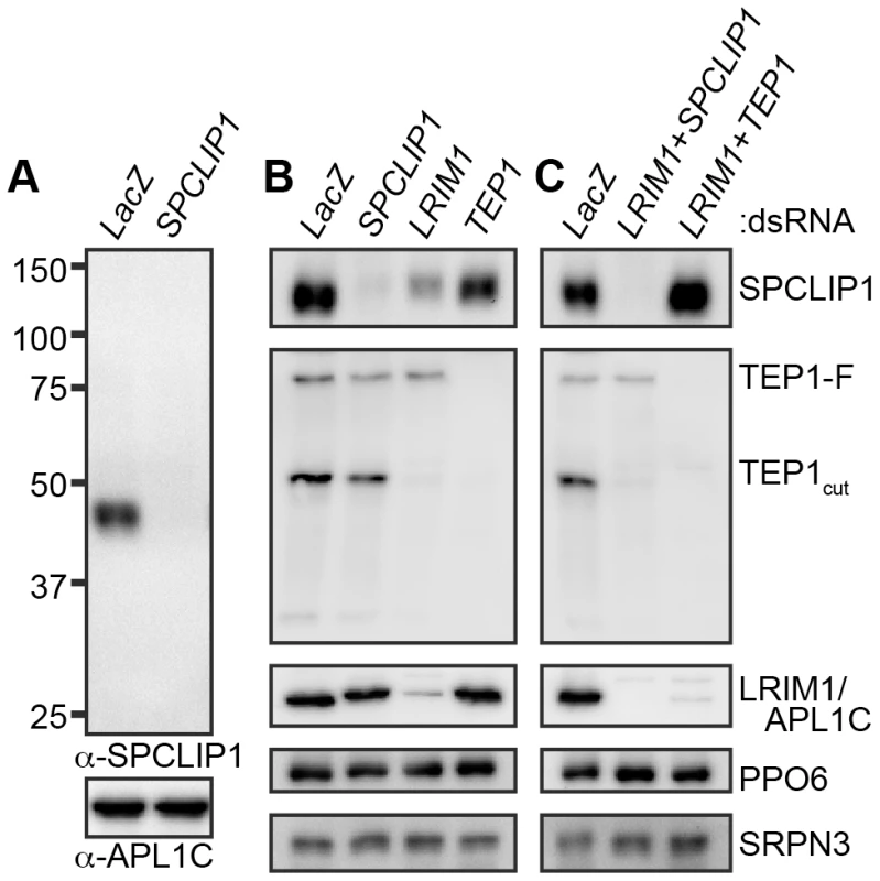SPCLIP1 is a component of the mosquito complement cascade.