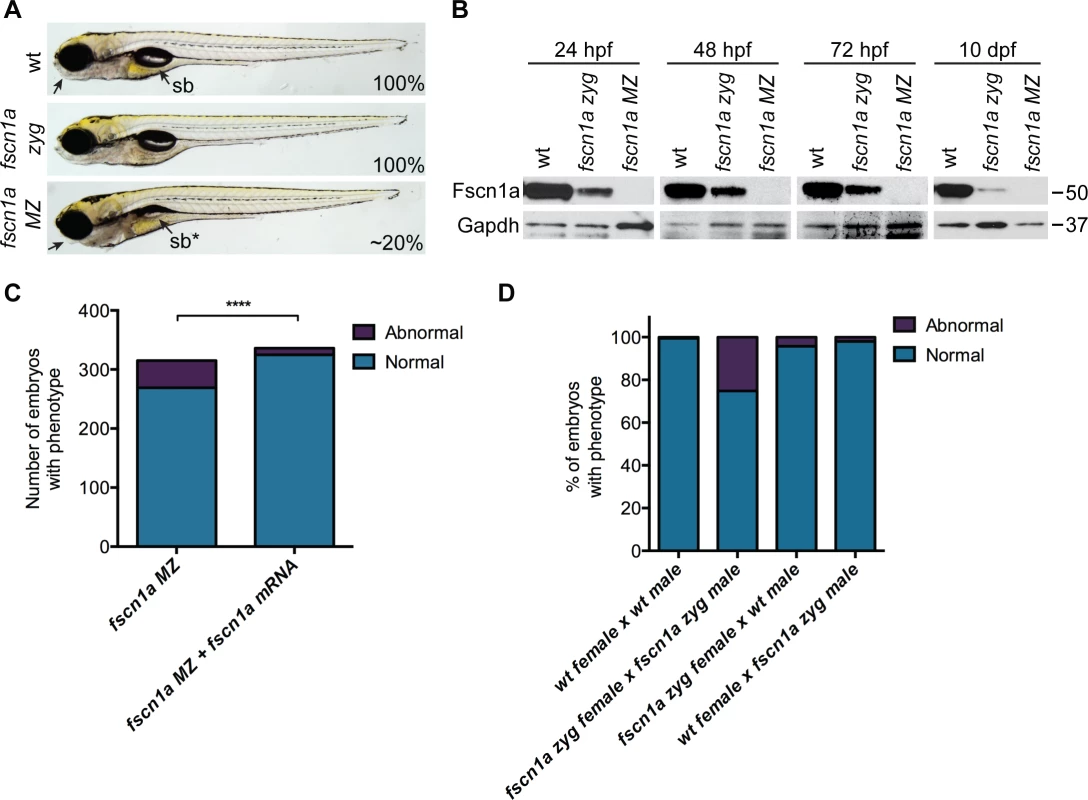 Maternal Fscn1a protein persists throughout embryogenesis and masks morphological defects in <i>fscn1a</i> zygotic mutants.