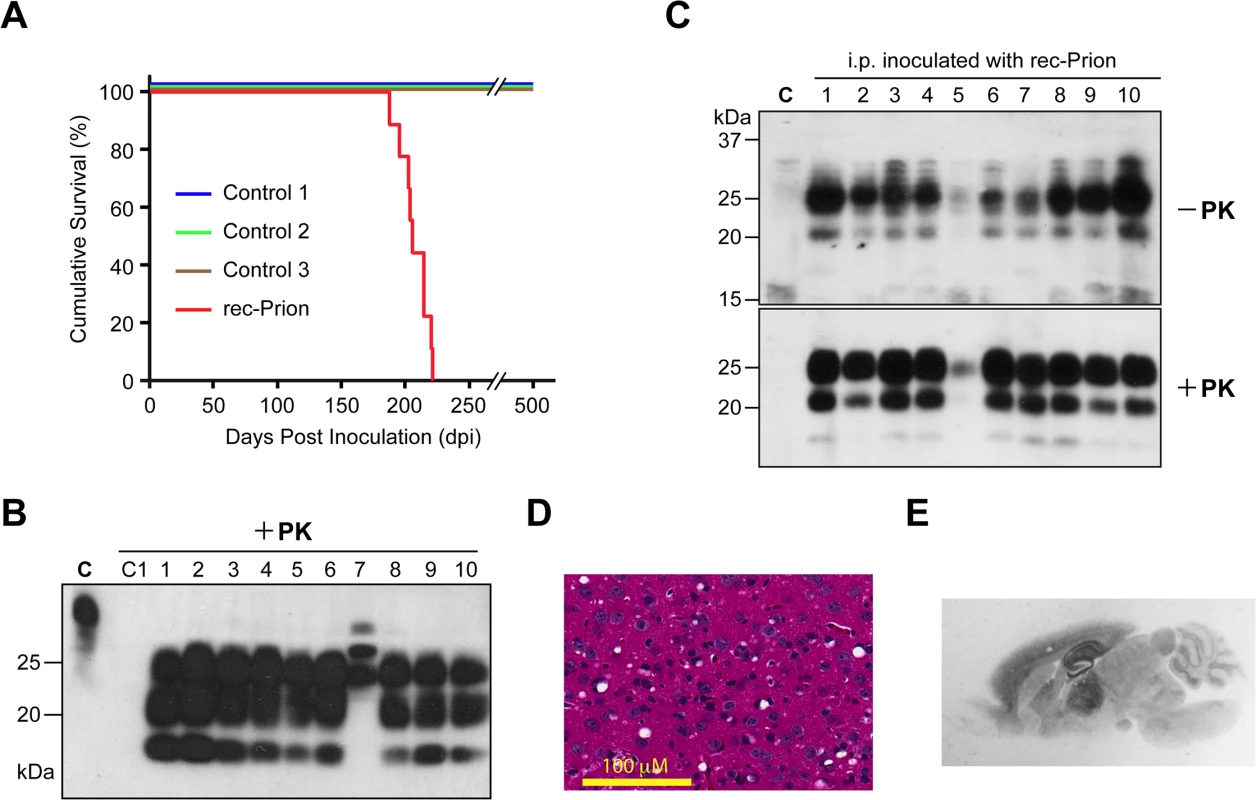 Intraperitoneal inoculation of wild-type CD-1 mice with rec-Prion.