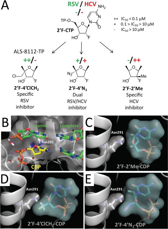 Rational design of ALS-8112 as a selective RSV inhibitor.
