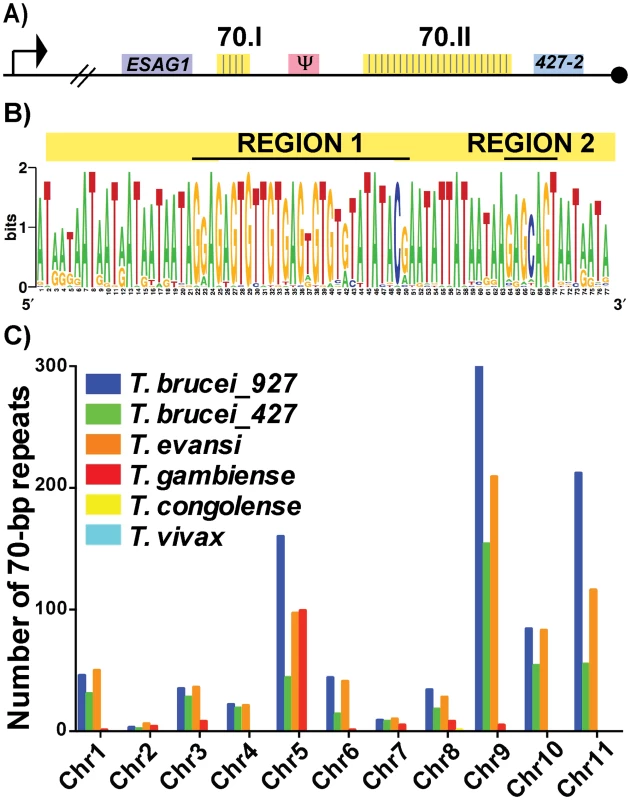 Conservation and genomic distribution of the 70-bp repeat sequence.