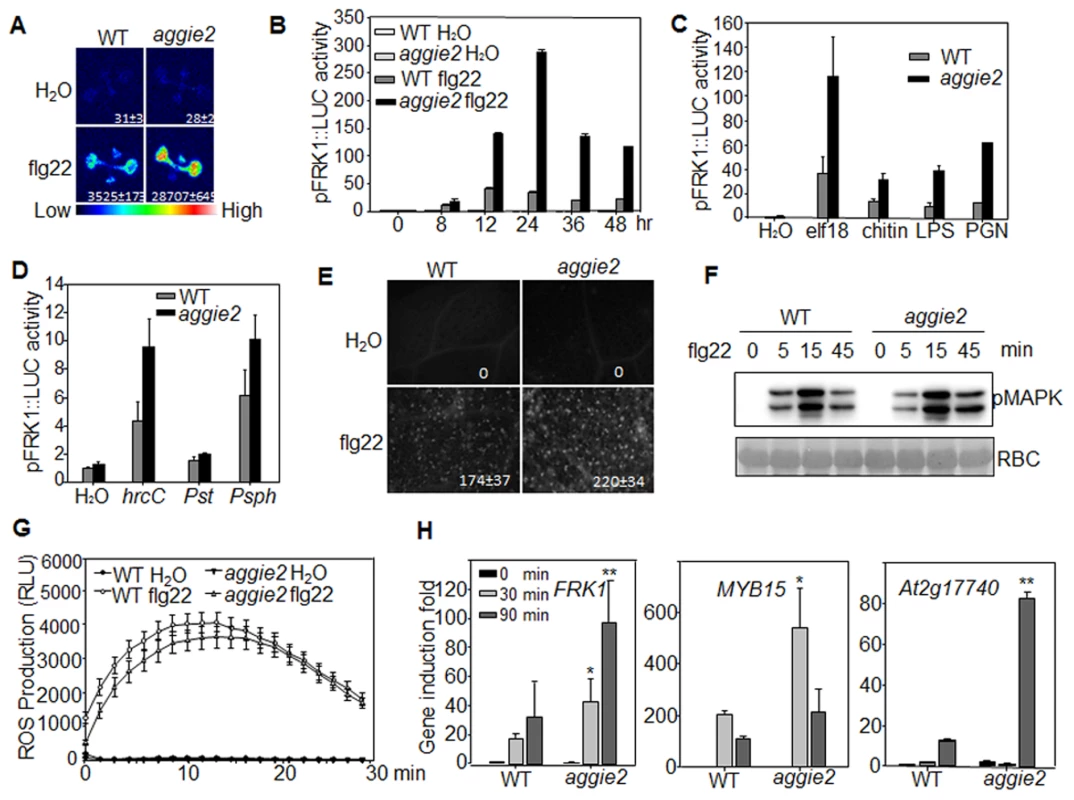 Elevated <i>pFRK1::LUC</i> expression and MAMP-triggered immune response in <i>aggie2</i> mutant.