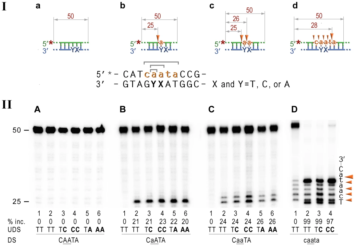 RNase HII cleavage reaction products generated using various DNA-RNA-DNA hybrid substrates.