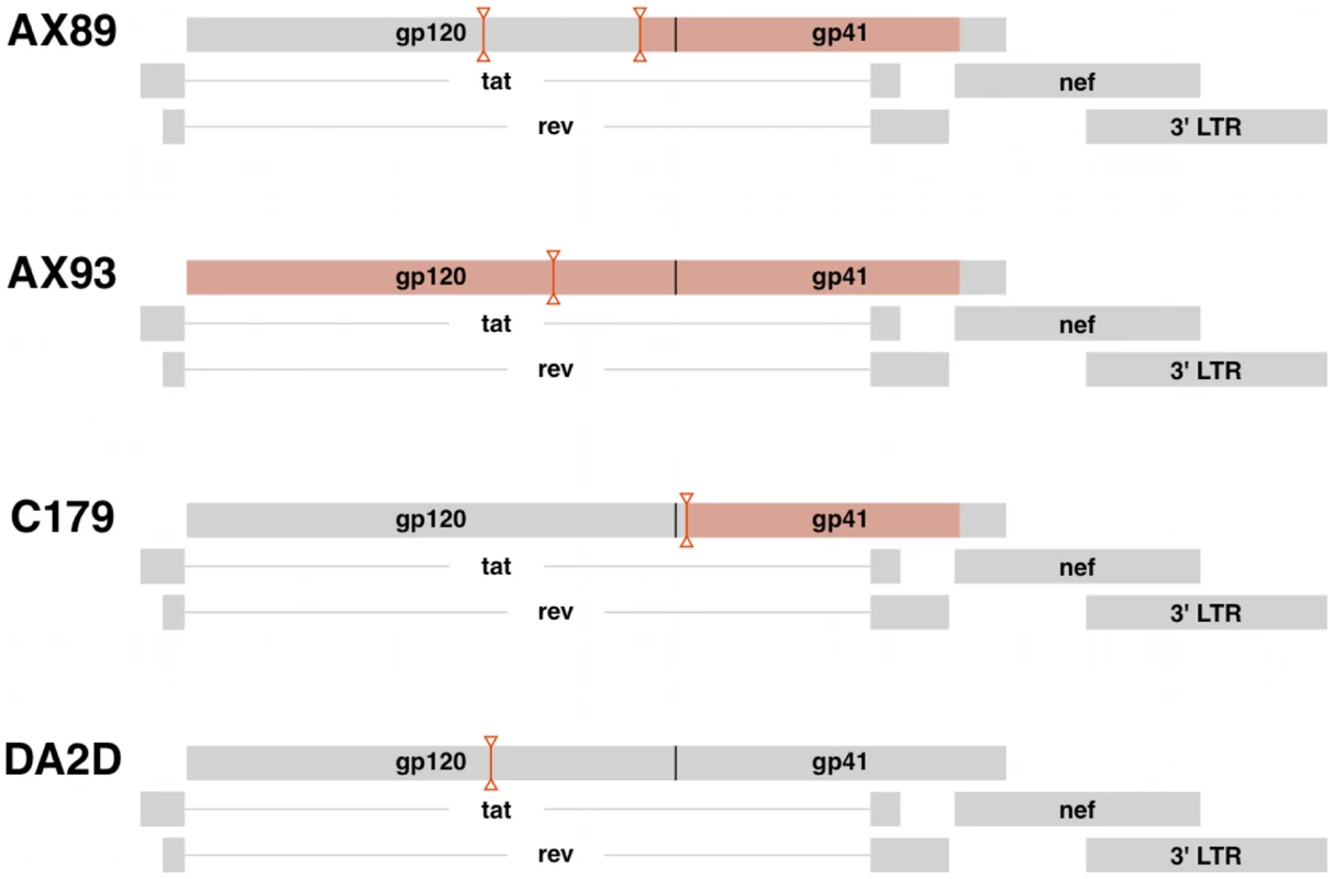 Virus recombination obscures compartmentalization of SIV <i>env</i> sequences.