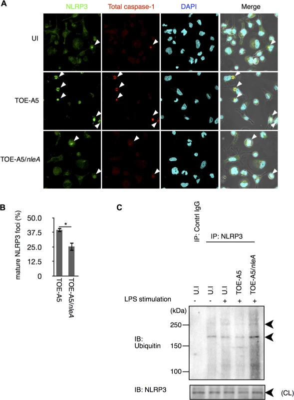 NleA reduces formation of mature NLRP3 inflammasomes.