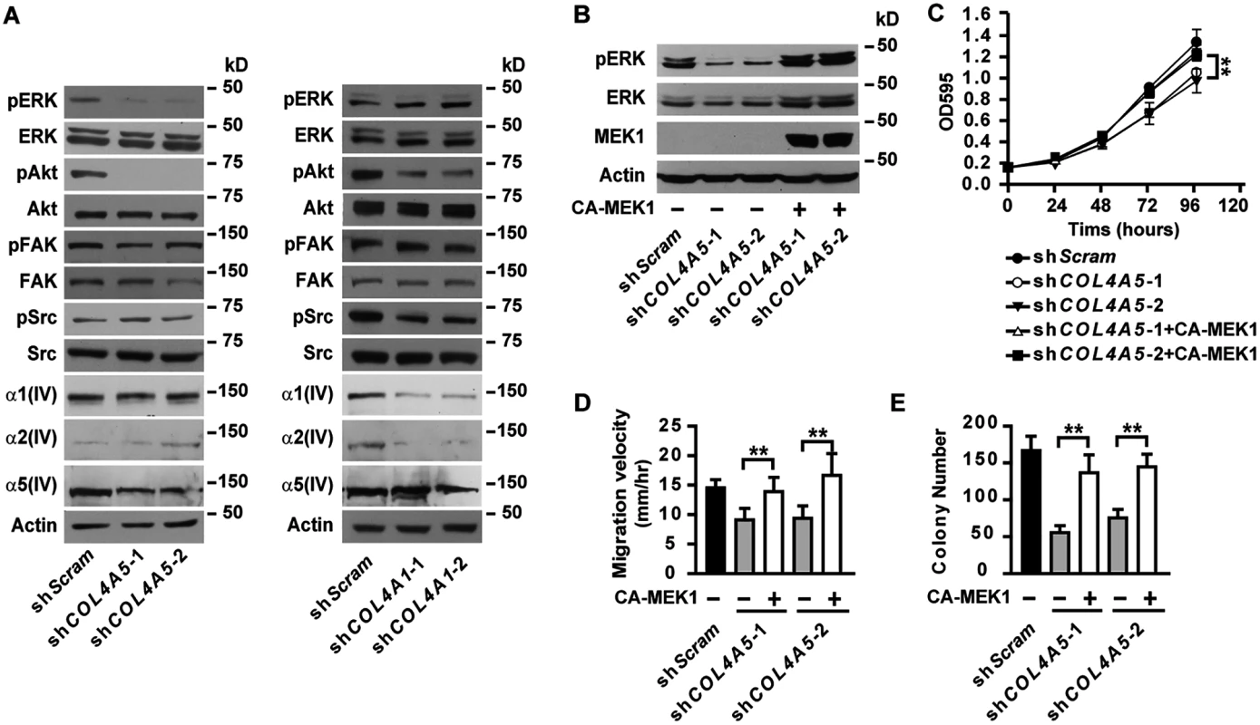 α5(IV), but not α1(IV), deficiency results in impaired activation of ERK.