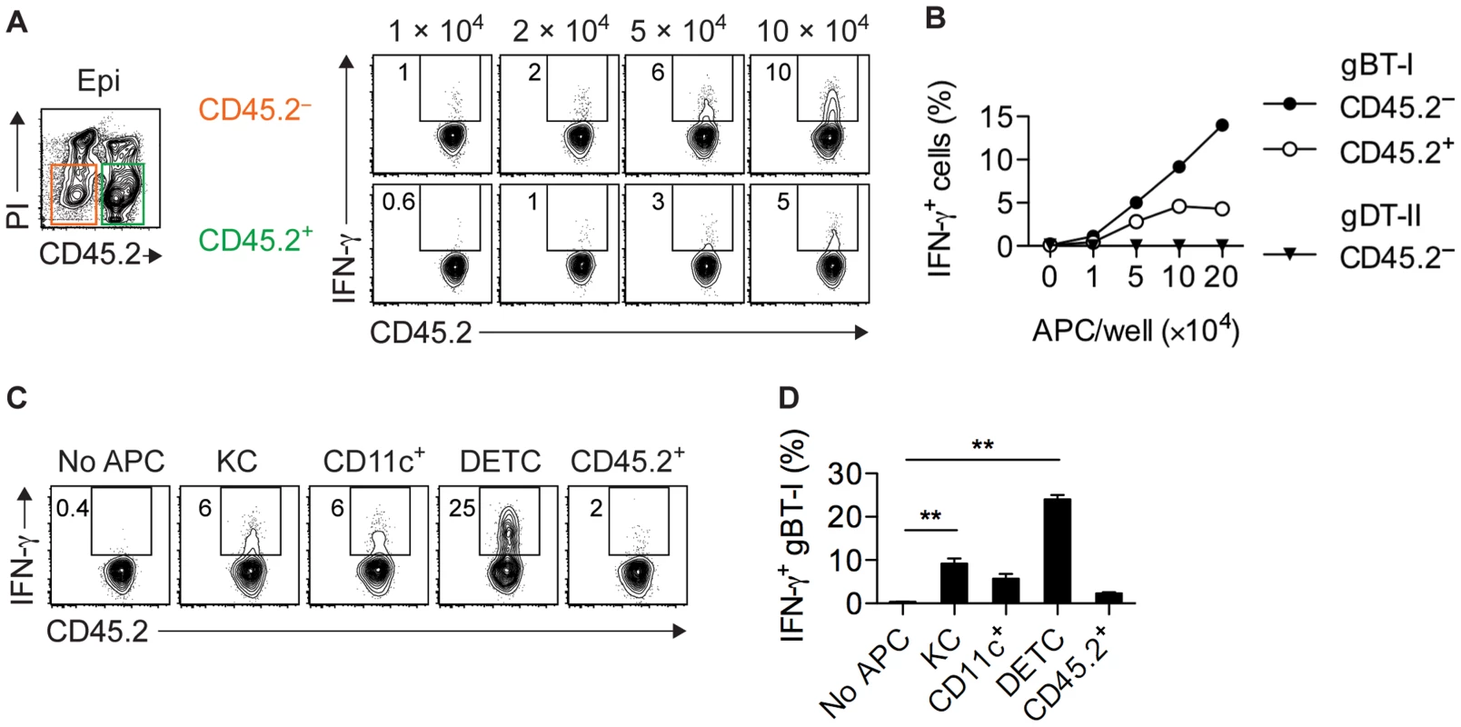 Epidermal APCs trigger IFN-γ production by CD8<sup>+</sup> T<sub>EFF</sub> cells.