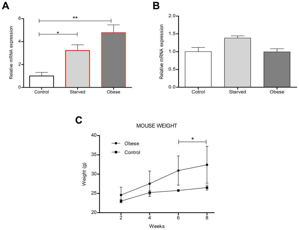 Diet regulates mouse hypothalamic <i>Tfap2b</i> and <i>Kctd15</i> transcript levels.