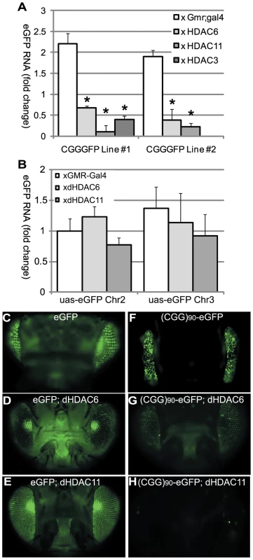 HDAC over-expression suppresses the accumulation of (CGG)<sub>90</sub>-eGFP mRNA.