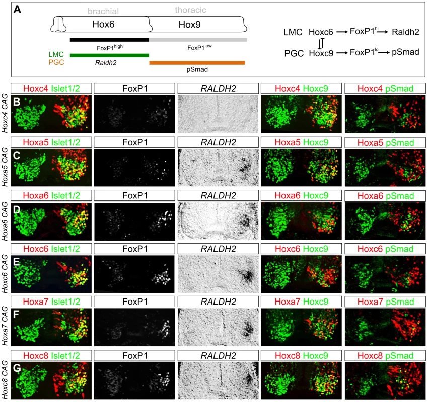 Multiple <i>Hox</i> proteins can program LMC identity at thoracic levels.