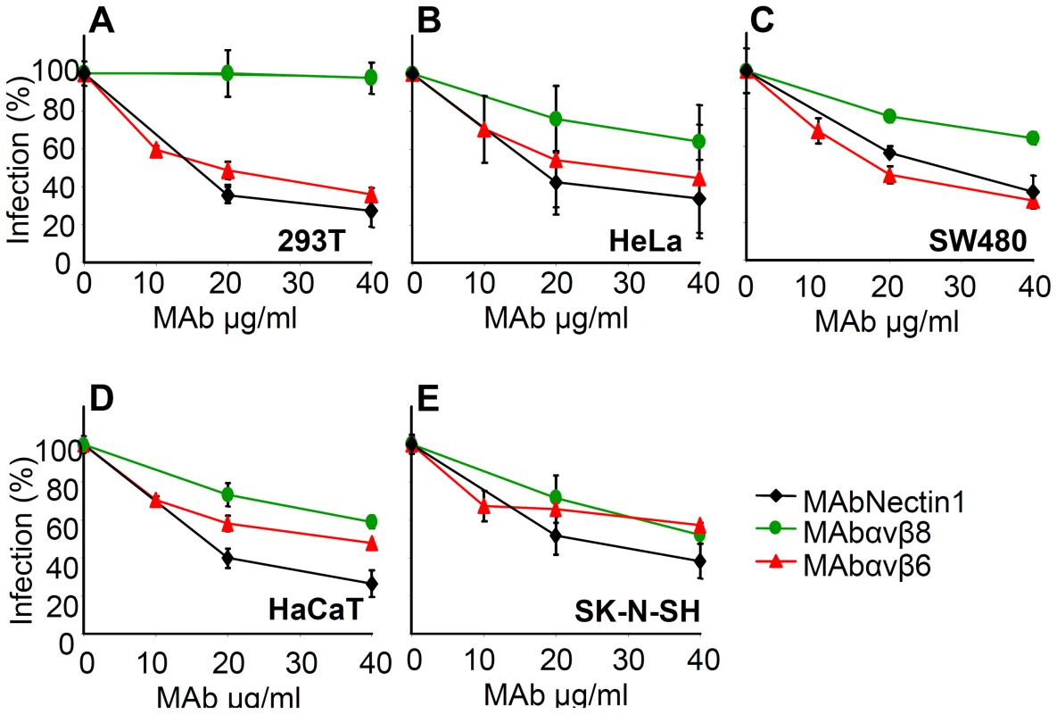 Inhibition of HSV-1 infection by function blocking MAbs to αvβ6- or αvβ8–integrin.