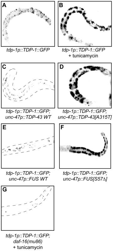 TDP-1 expression is induced by proteotoxicity.