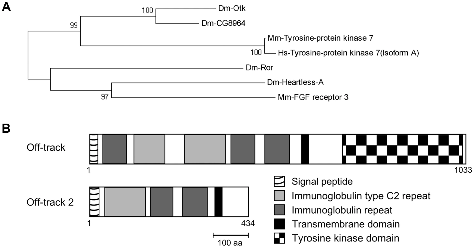 Off-track (Otk) and Off-track2 (CG8964, Otk2) are paralogs evolved by gene duplication.