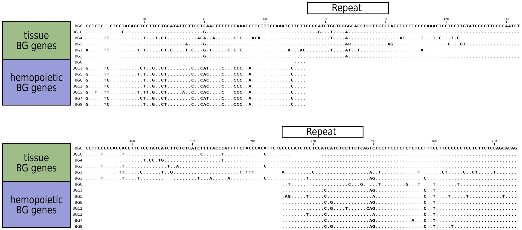 Sequence alignments for the 5'UTR of B12 BG genes, showing the separation into genes expressed in hemopoietic cells and in tissues.