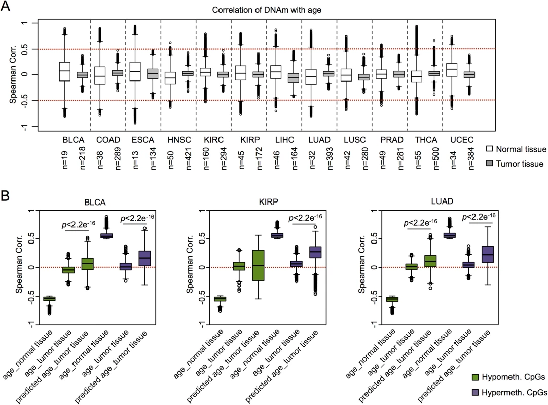 Age-associated DNAm is not related to chronological age in cancer.