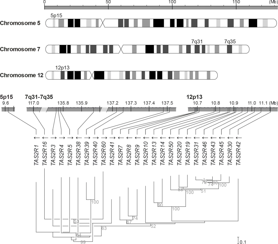 Genomic organisation and phylogenetic tree of the <i>TAS2R</i> gene family.