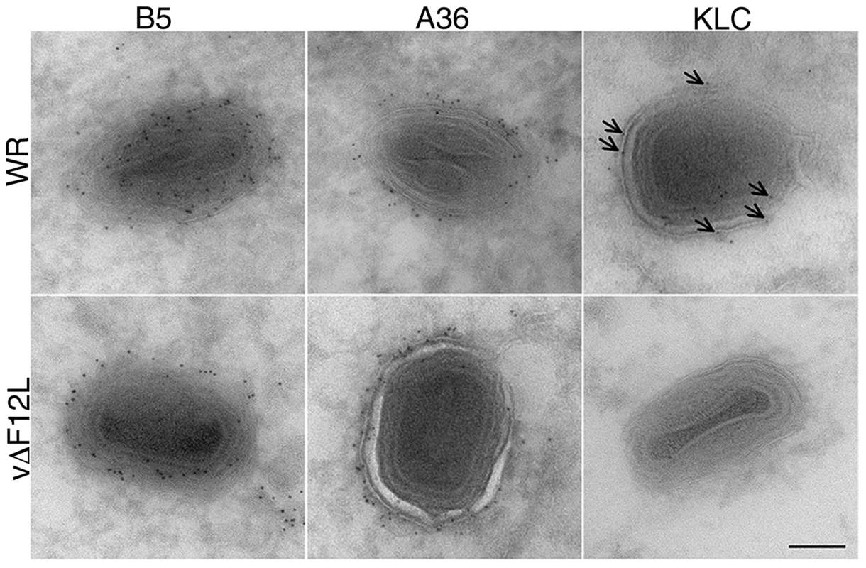 Cryoimmunoelectron microscopy showing F12 is needed for KLC, but not A36, recruitment to IEV.