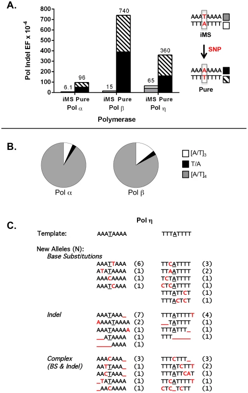 DNA polymerase error rates at interrupted microsatellites corresponding to sequences within the <i>APC</i> gene.