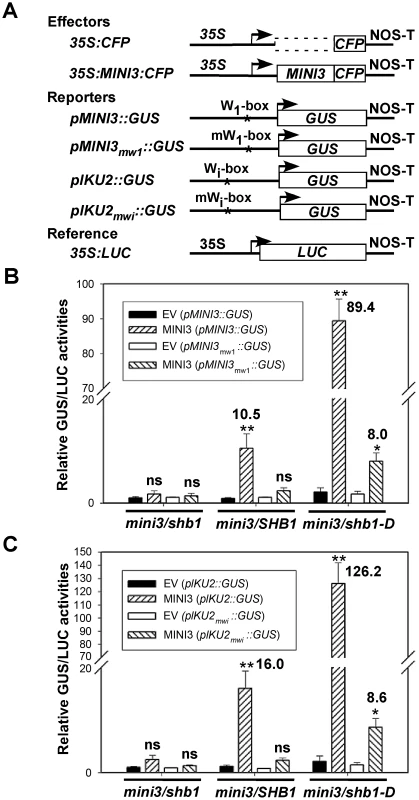 SHB1 activates transcription from <i>MINI3</i> and <i>IKU2</i> promoters.