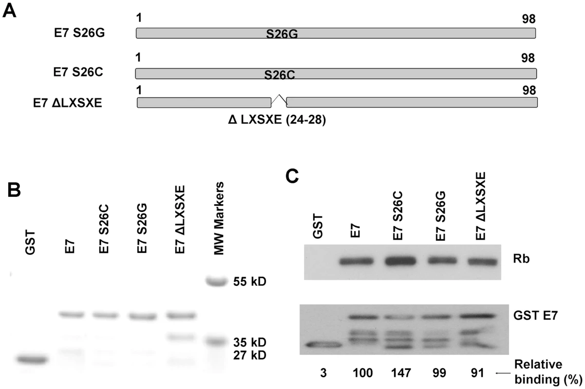 The canine E7 LXSXE motif is not required for pRb binding.