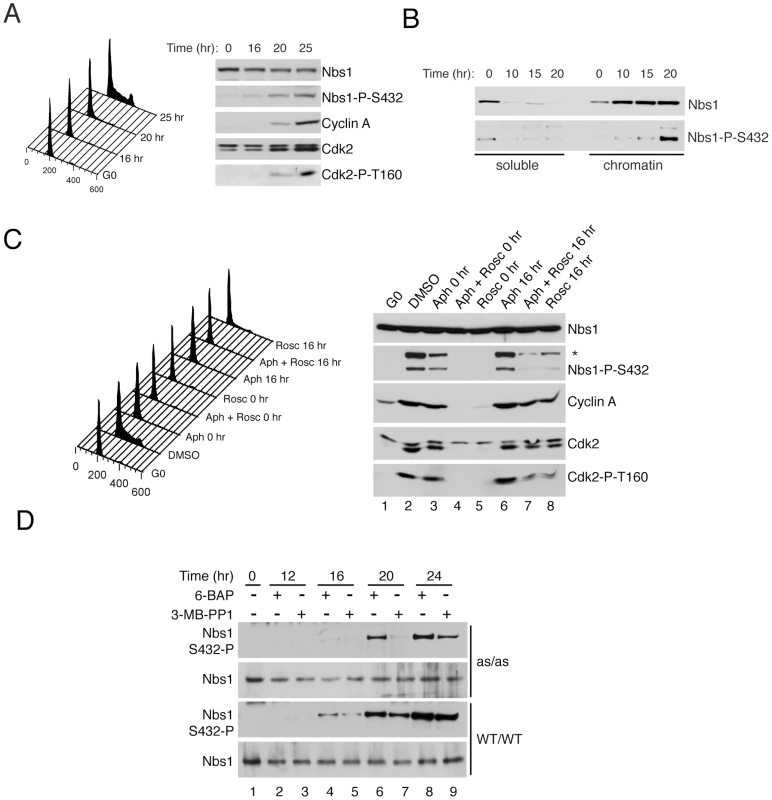 Ser432 is phosphorylated in S phase after Nbs1 recruitment to chromatin.