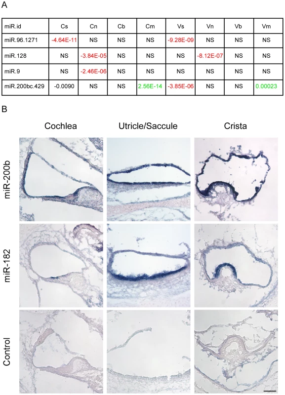 Identification of cell type–specific miRNA in the newborn mouse inner ear.