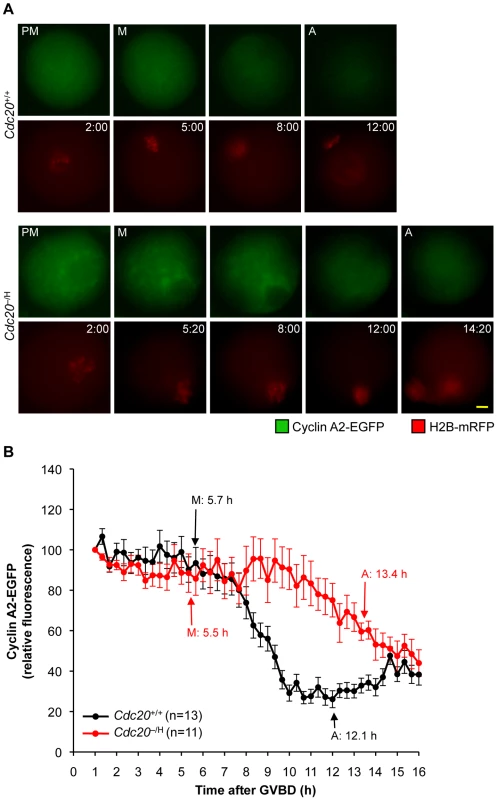 <i>Cdc20</i><sup>−/H</sup> oocytes show inefficient cyclin A2 destruction in metaphase I.