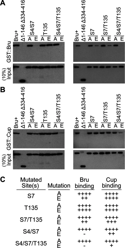 Bru phosphomimetic mutations additively impair both Bru-Cup and Bru-Bru interactions.