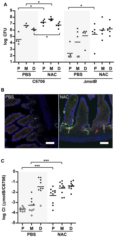 NAC pretreatment promotes <i>V. cholerae</i> intestinal colonization and reduces the requirement for motility.