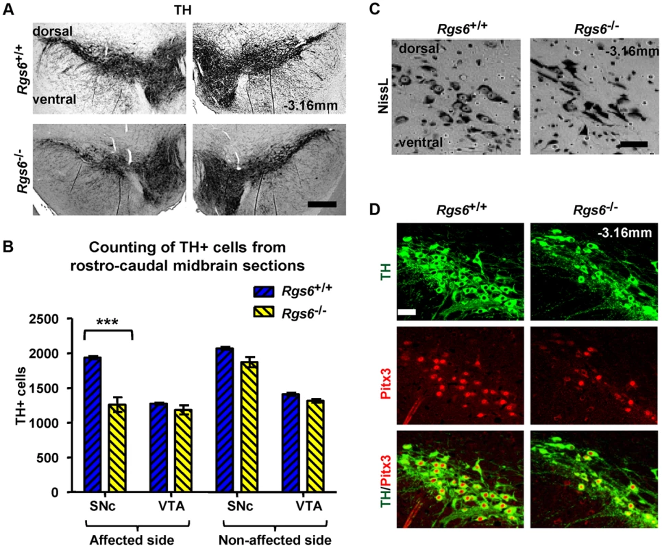 Unilateral loss of Pitx3-positive dopaminergic neurons in ventral SNc of <i>Rgs6</i><sup>−/−</sup> mice.