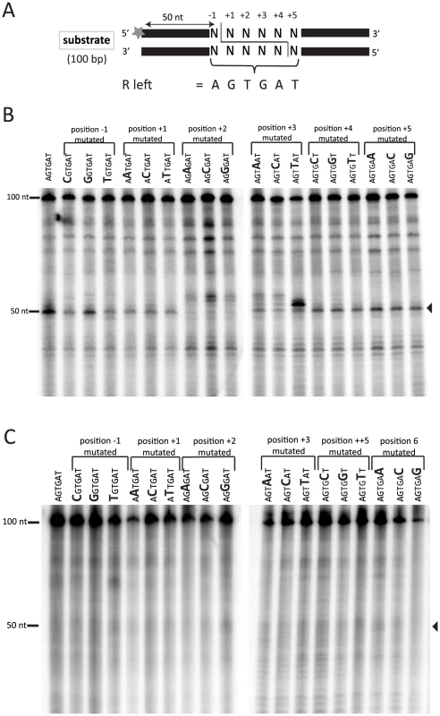 In vitro Tpb2p endonuclease assay.