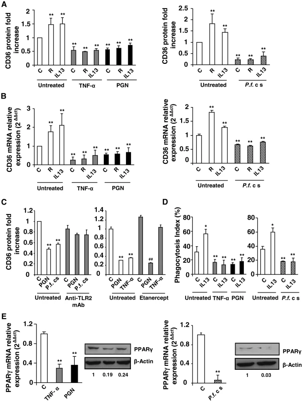Inflammatory conditions decrease CD36 expression and CD36-mediated <i>Pf</i>PEs phagocytosis through downregulation of PPARγ.