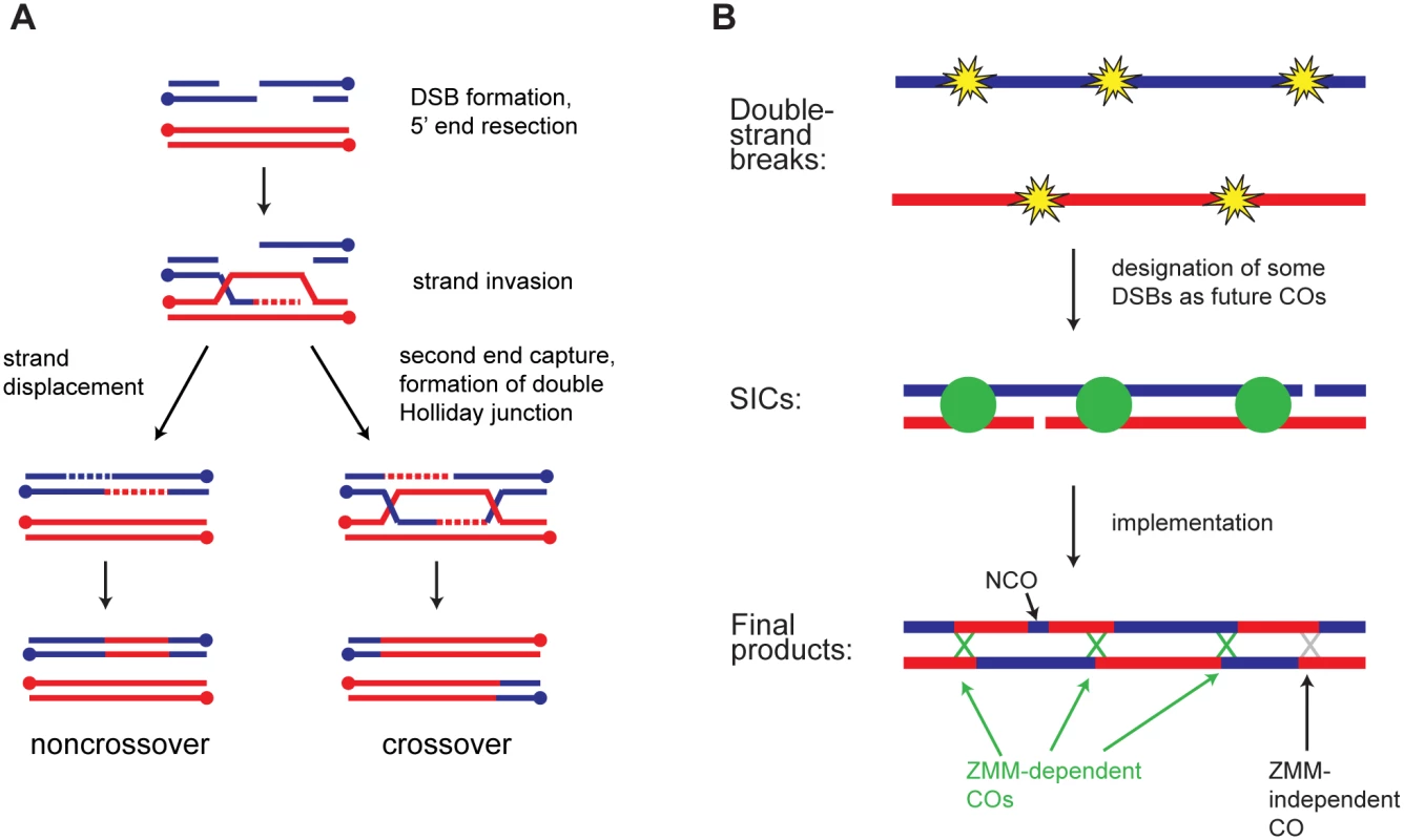 Overview of meiotic recombination.