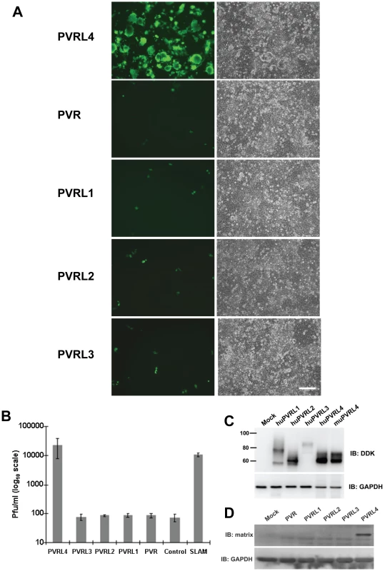Nectins closely related to PVRL4 cannot function as receptors for wtMV.