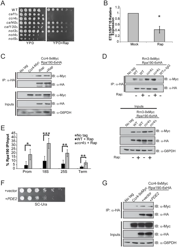 mTORC1 regulation of Rrn3-Pol initiation complex formation depends on functional Ccr4-Not.
