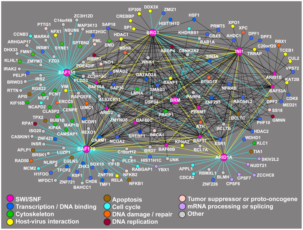 Network of proteins that have been shown to co-purify with SWI/SNF factors.
