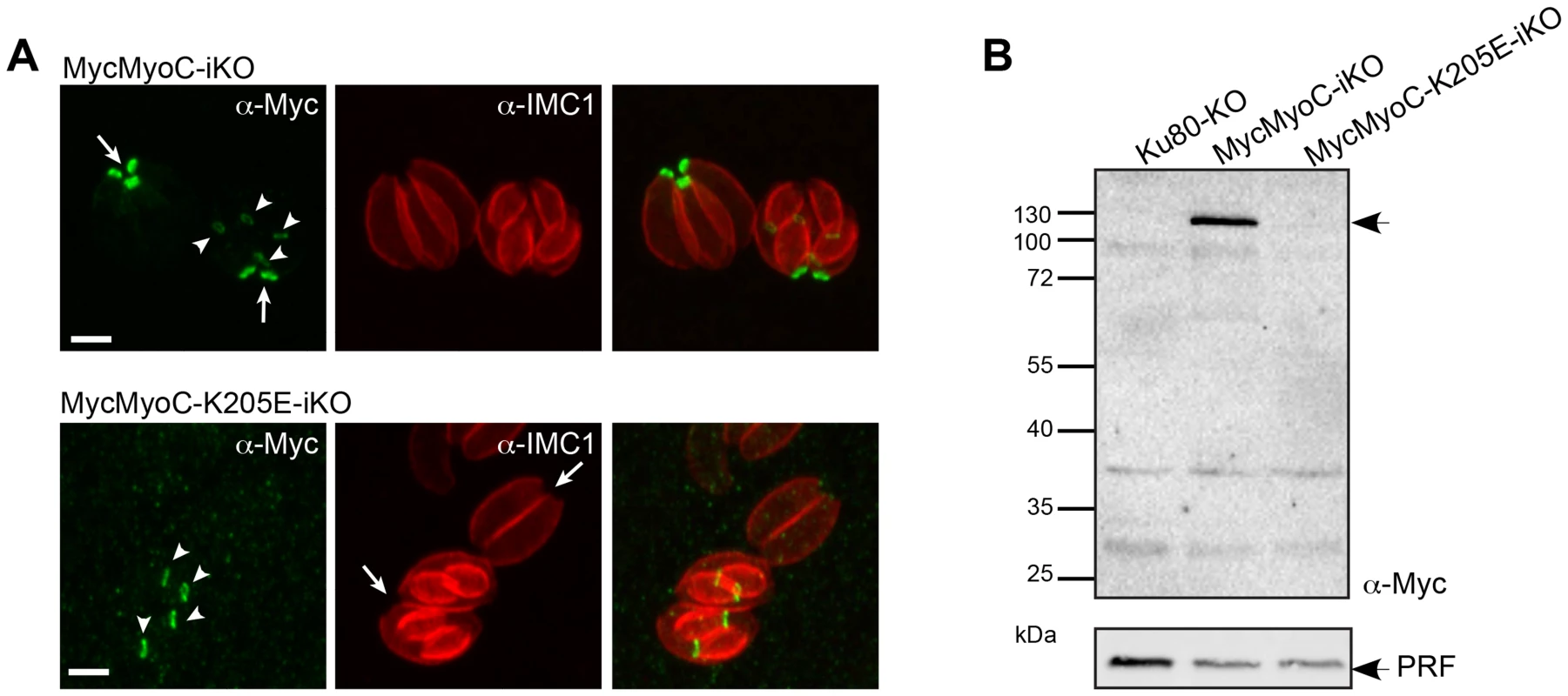 A non-functional MyoC fails to incorporate into the basal glideosome complex.