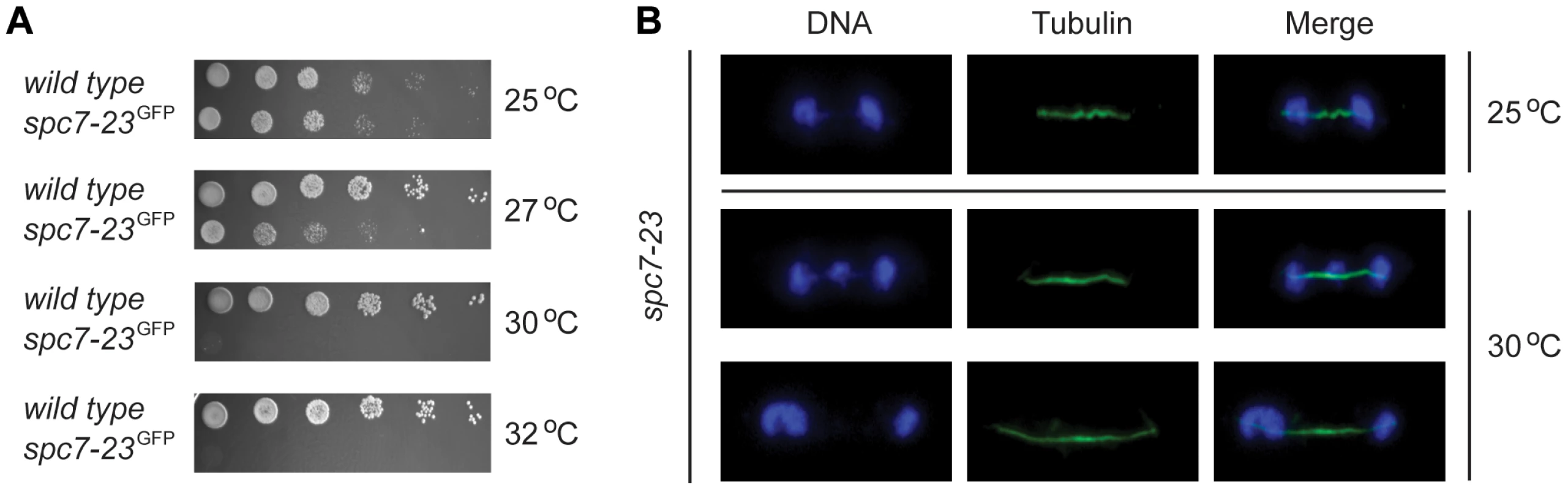<i>spc7-23</i> cells are temperature sensitive and defective in DNA segregation.