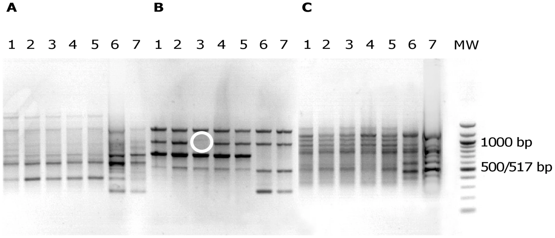 Electrophoretic patterns in agarose gel of PCR products from <i>E. coli</i> isolates.