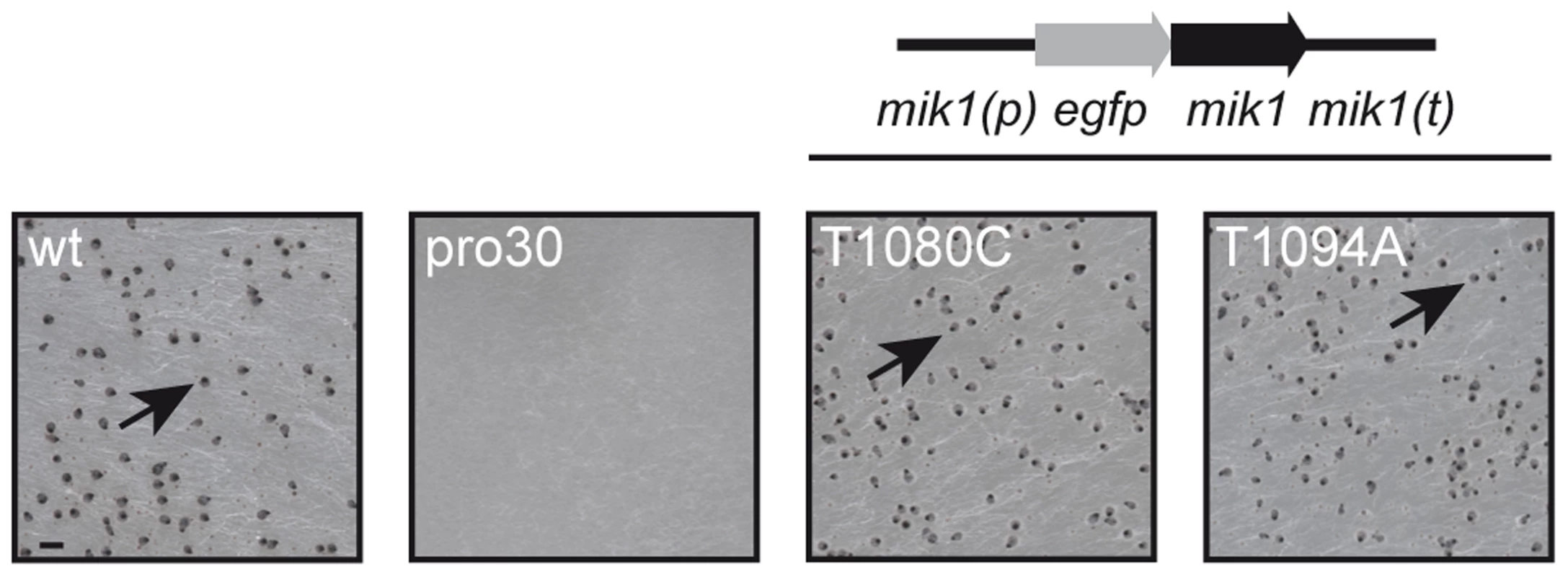 Complementation of pro30 with full-length <i>mik1</i>.