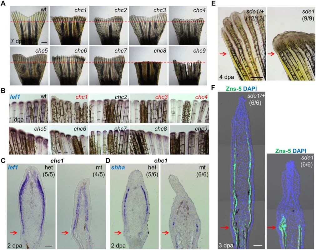 Forward genetic screen for signaling defects in the fin regeneration epidermis.
