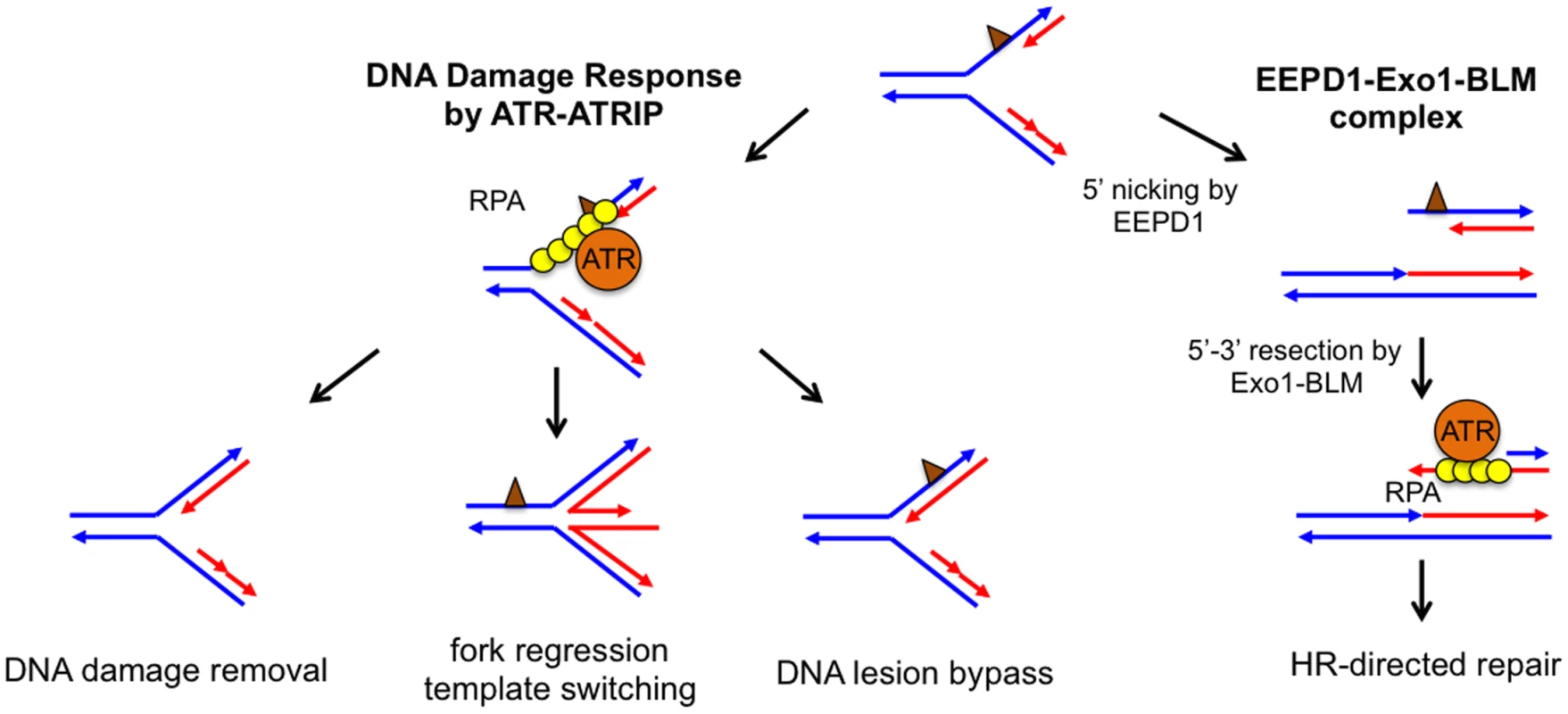 Potential pathways to repair and restart a stalled replication fork.