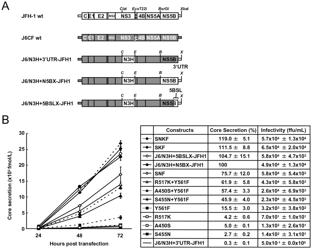 Analysis of transient replication of genomic chimeric HCV RNA.
