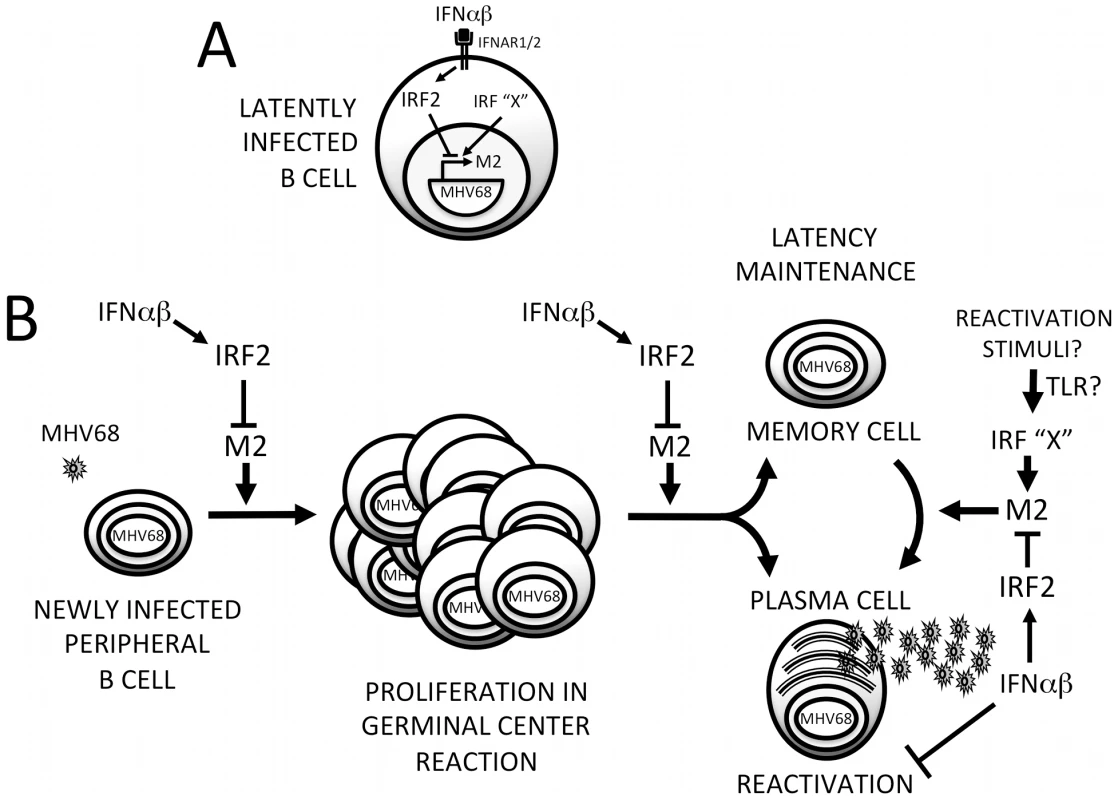 Model for M2 ISRE regulation of MHV68 infection <i>in vivo</i>.