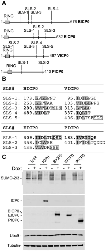 ICP0 and its viral orthologues induce the degradation of SUMO conjugates independently of virus infection and the degradation of Ubc9.